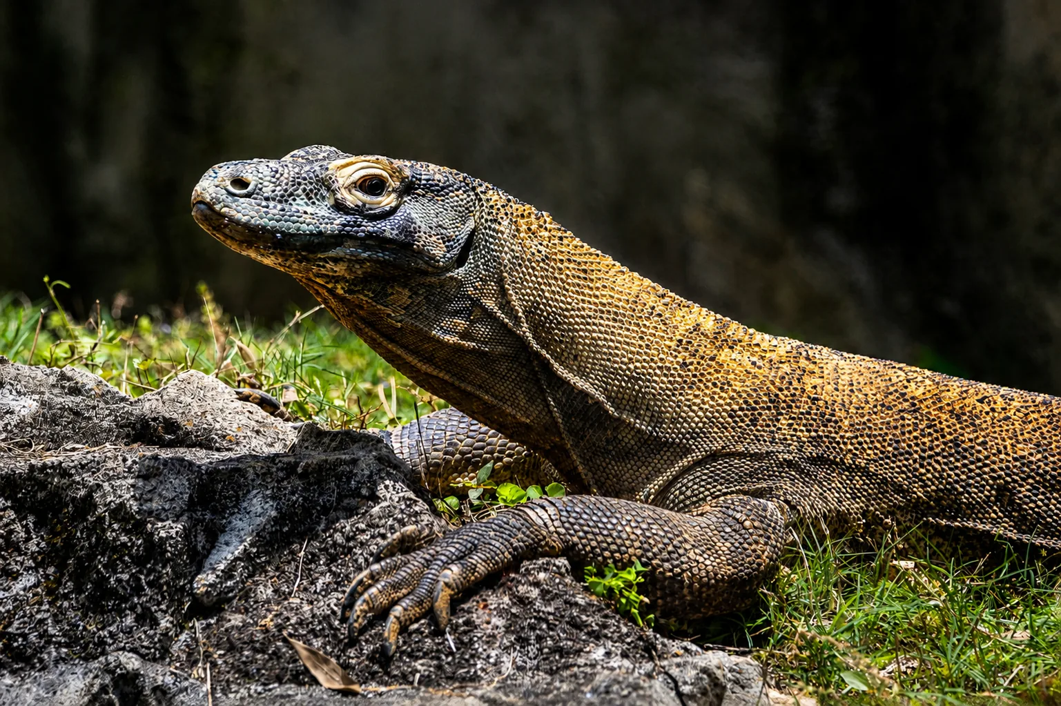 Komodo-Warane Abenteuerreise mit FBY Tours