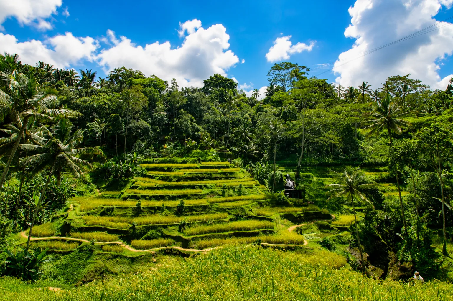 Walk through rice fields in Bali