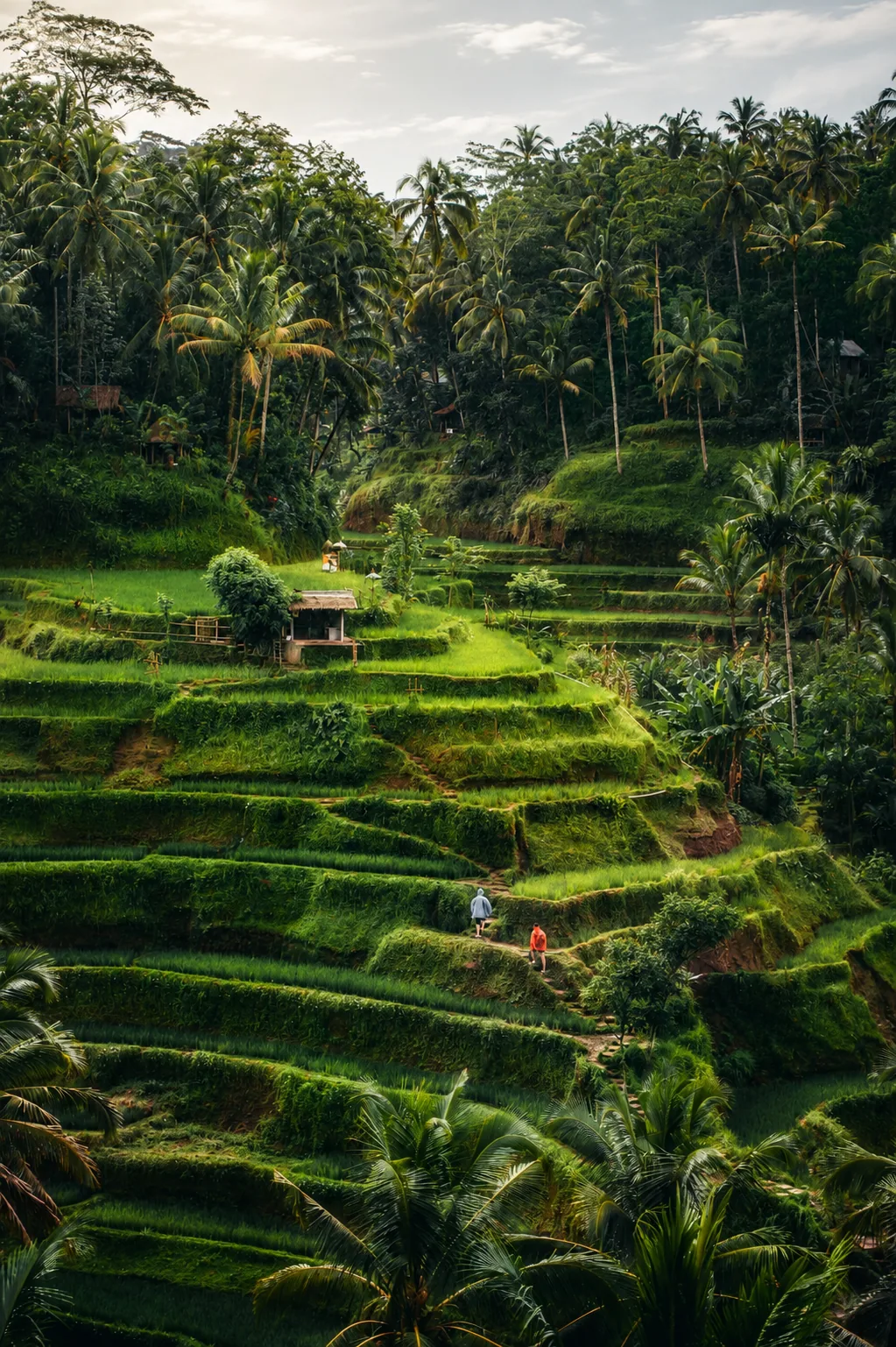 Wanderung durch Reisfelder in Bali